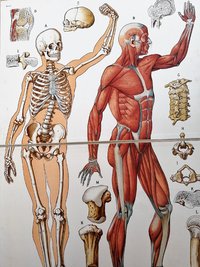 Anatomia opetustaulut
