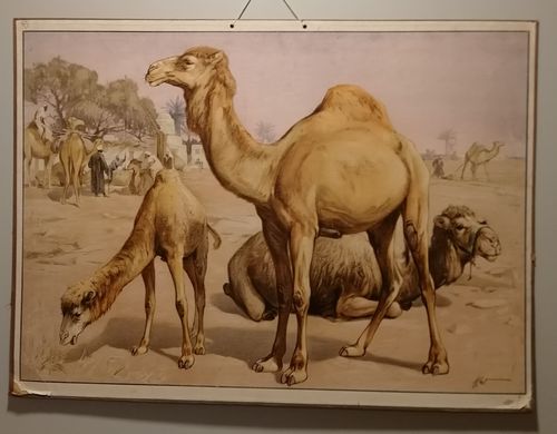 Yksikyttyräinen kameli
