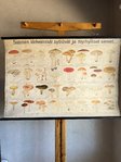 Sienet opetustaulukartta